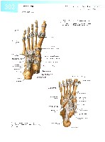Sobotta  Atlas of Human Anatomy  Trunk, Viscera,Lower Limb Volume2 2006, page 309
